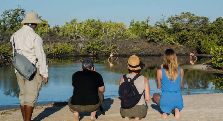 Bachas Beach - Santa Cruz in the Galapagos Islands with tourist looking Flemings