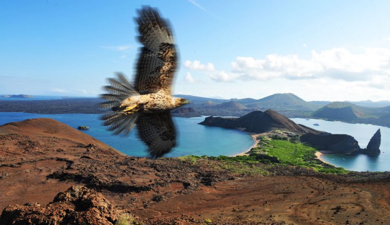 Bartolome in Galapagos Islands landscape, beautiful view of the island with falcon