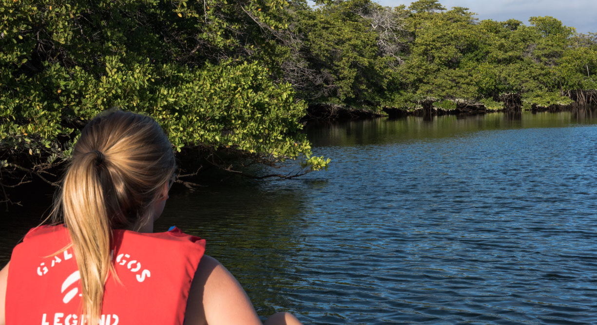 Black Turtle Cove - Santa Cruz in the Galapagos, tourist looking the black mangrove