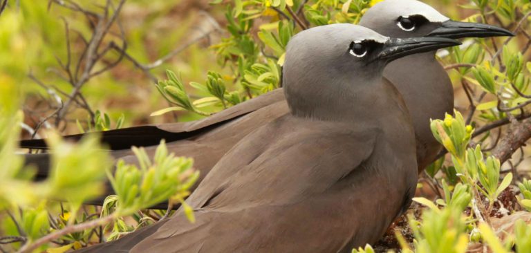 Couple of Galapagos Brown Noddies (Anous stolidus) resting among bushes