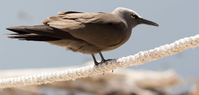 Galapagos Brown Noddies (Anous stolidus) standing on a rope