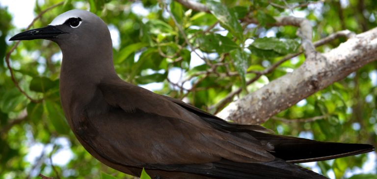 Galapagos Brown Noddies (Anous stolidus) in the tree