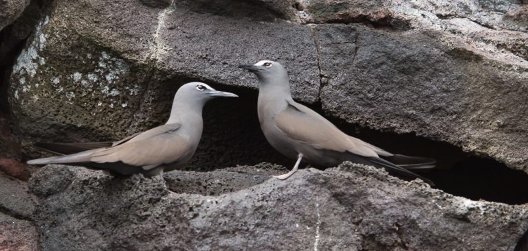 Couple of Galapagos Brown Noddies (Anous stolidus) resting on the rocks