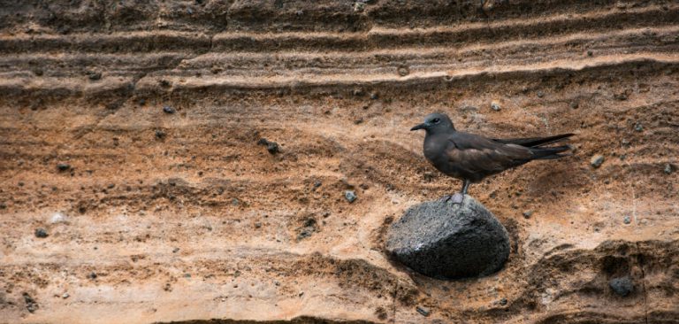 Galapagos Brown Noddies (Anous stolidus) resting on the wall with stones