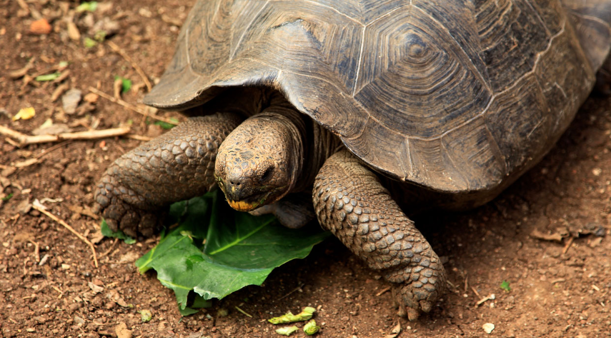 Cerro colorado - San Cristobal in the Galapagos Islands, view of a tortoise eating