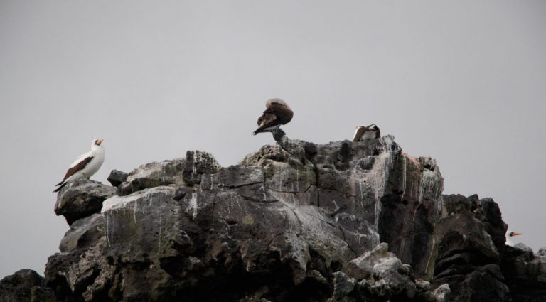 Champion - Floreana in Galapagos islands, view of a masked boobies in the rocks