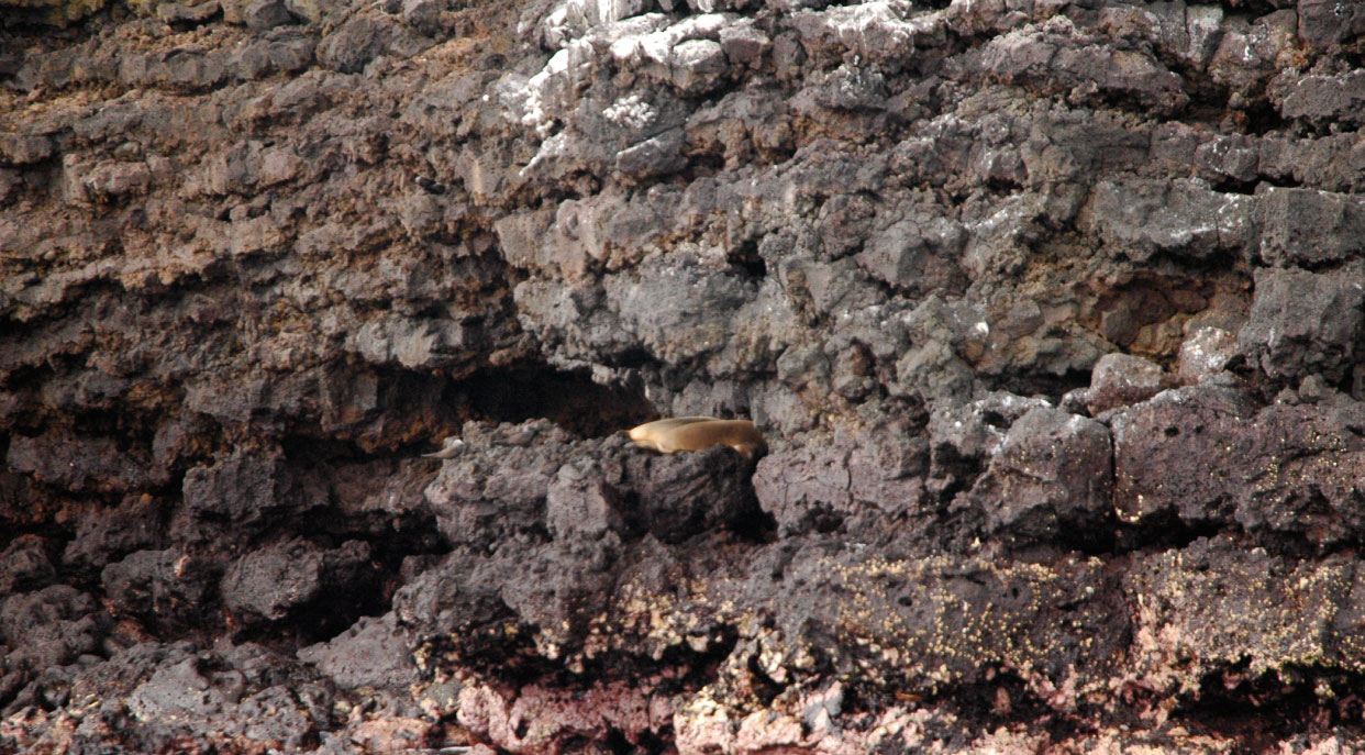 Champion - Floreana in Galapagos islands, view of a cove in the rocks with a sea lion