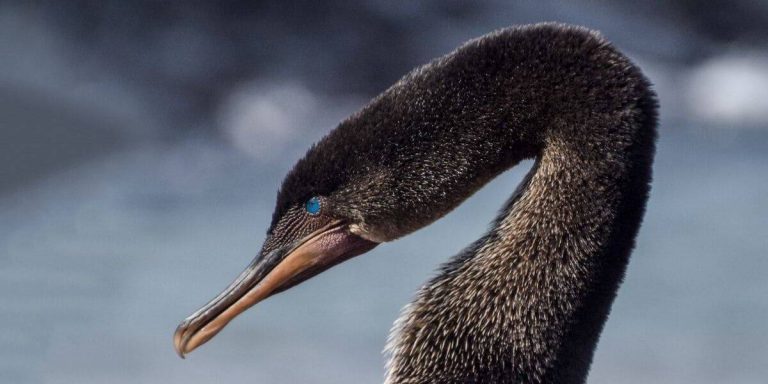 Galapagos Flightless Cormorant