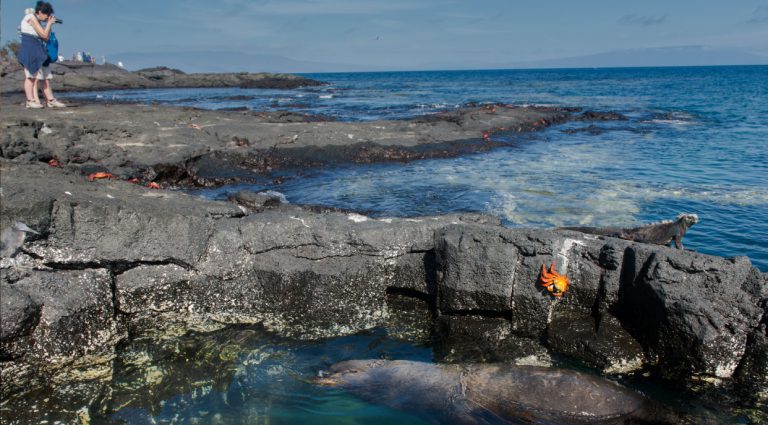 Egas port with rocky terrain and sea lion with tourist