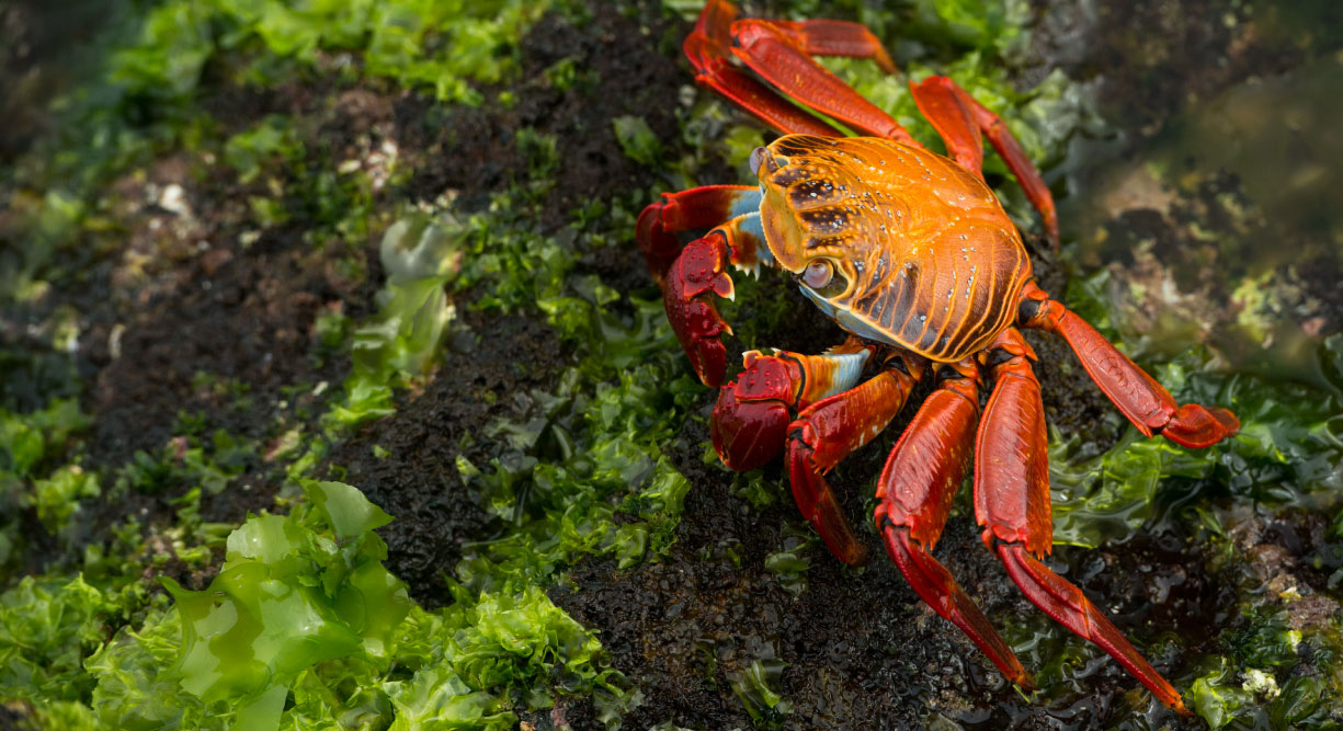 Espinoza Point IN GALAPAGOS ISLAND volcanic island view of a crab in the rocks