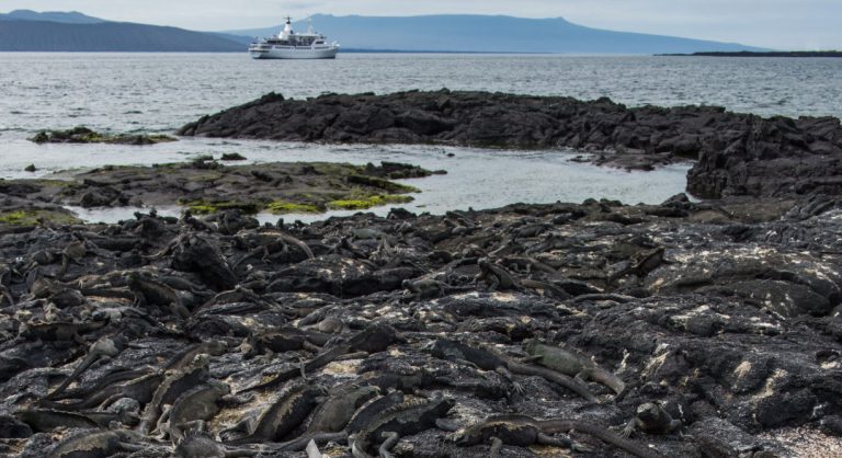 Espinoza Point IN GALAPAGOS ISLAND volcanic island view of the Galapagos Legend with marine iguanas