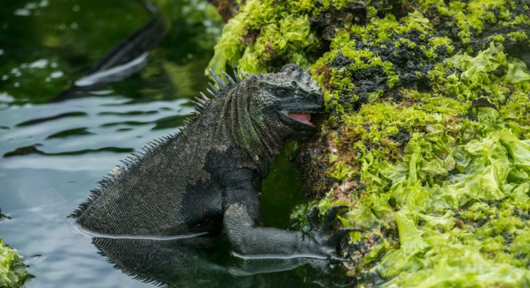 Espinoza Point IN GALAPAGOS ISLAND volcanic island with marine iguana