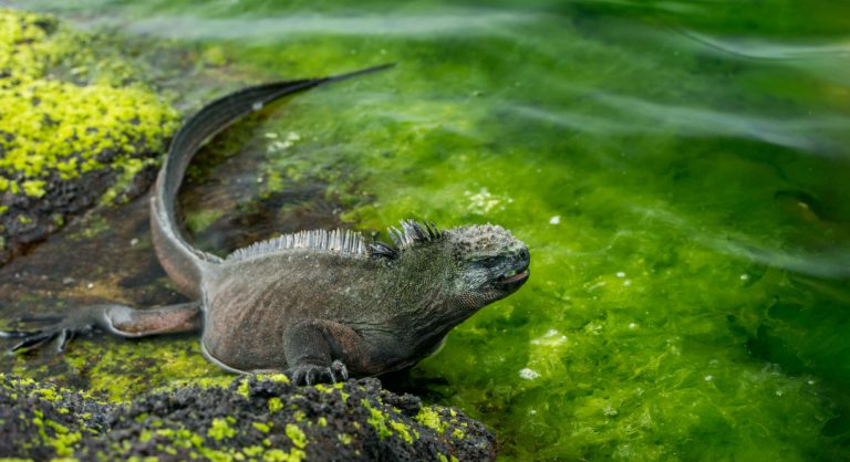 Espinoza Point IN GALAPAGOS ISLAND volcanic island with marine iguana