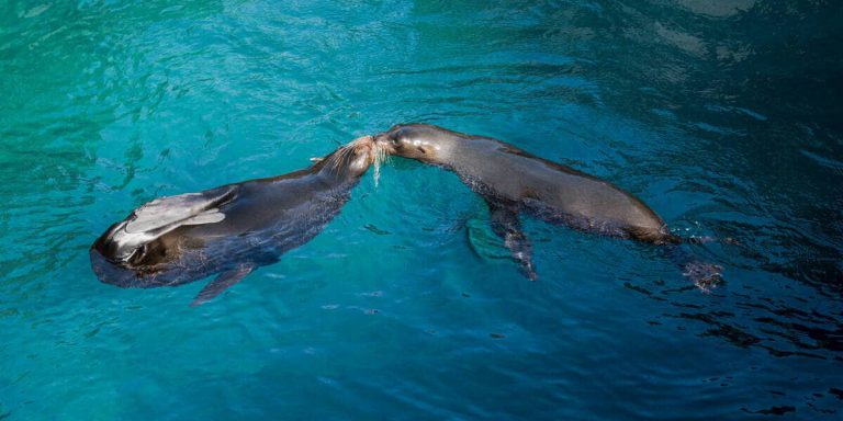 Fur seals kissing in Egas Port