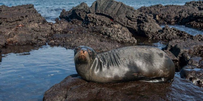 Galapagos Fur Seal