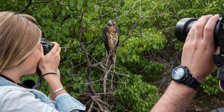 Galapagos Hawk, photographers taking a photo