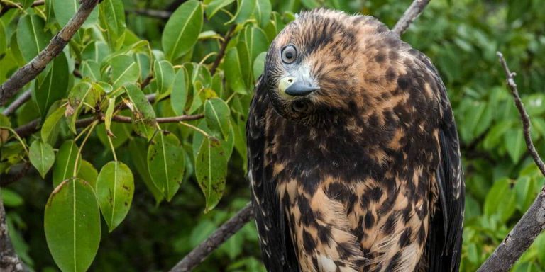 Galapagos Hawk, fearless animal