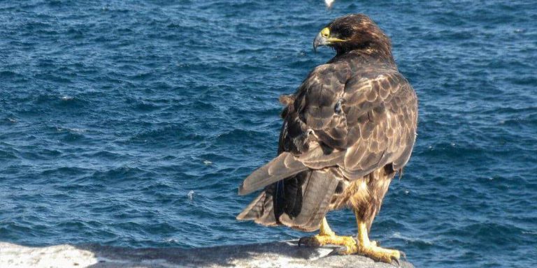 Galapagos Hawk