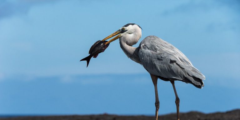 Galapagos Great Blue Heron (Ardea herodias) hunting a fish