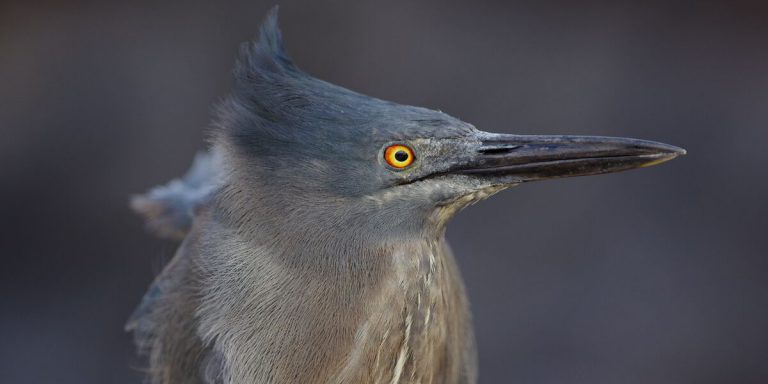 Lava Heron in Galapagos