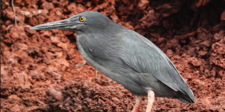 Lava Heron in Rabida Island in Galapagos