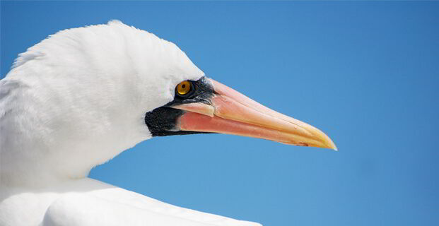 Galapagos Masked Booby