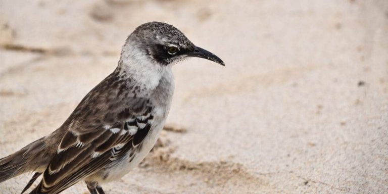 Galapagos Mockingbird