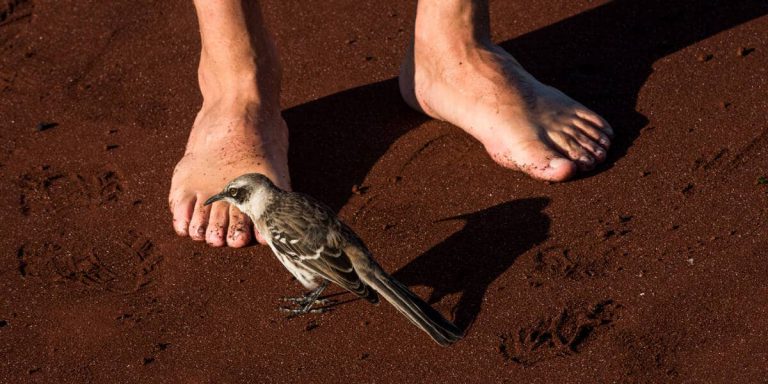 Fearless Galapagos Mockingbird in Rabida