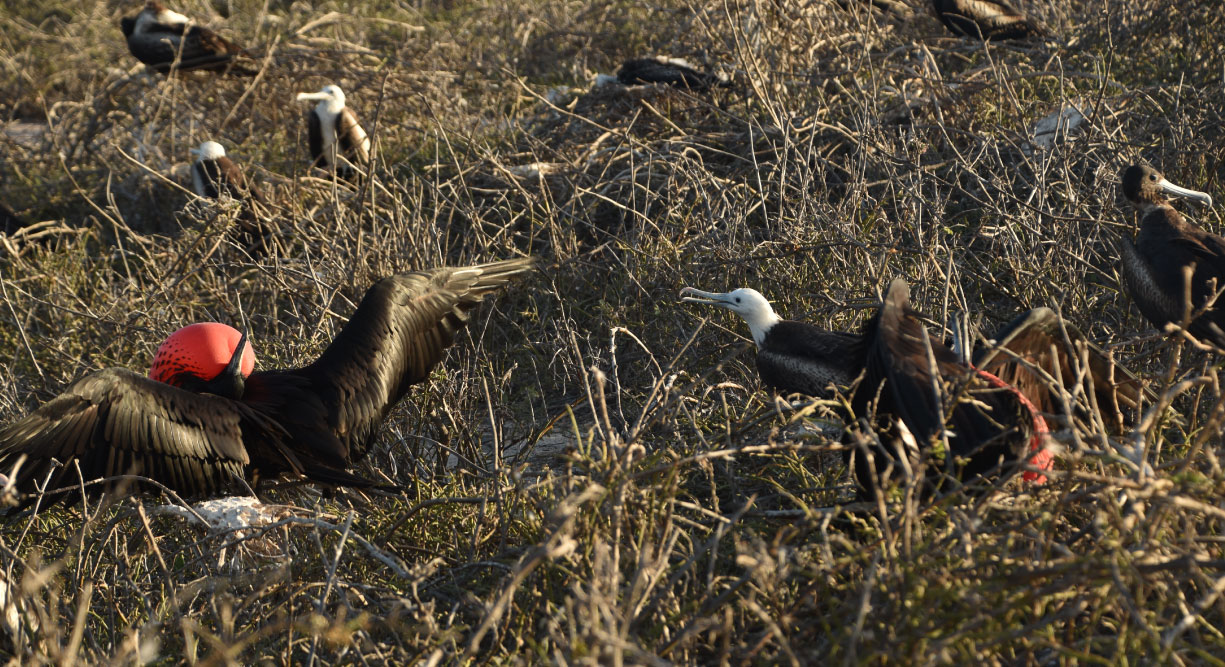 North Seymour in Galapagos Islands view of the frigates dance