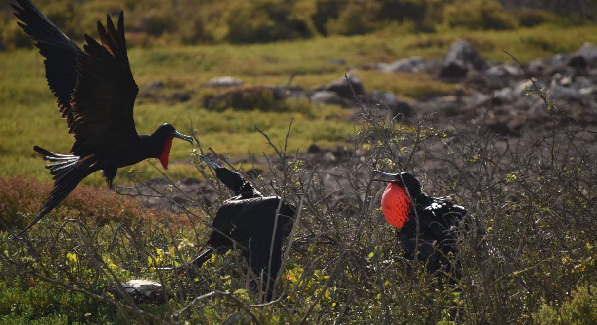 North Seymour in the Galapagos, view of the frigates flying and dancing