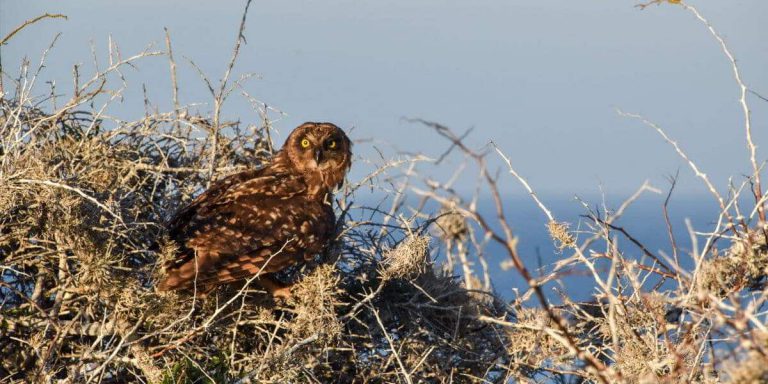 Galapagos owl