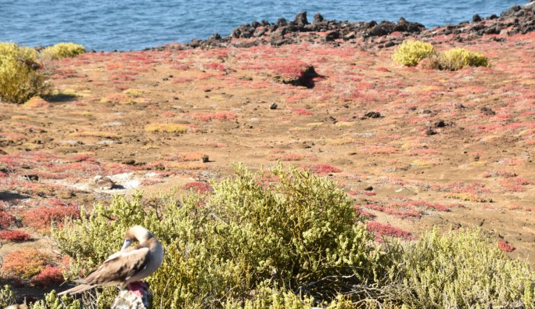 Pitt Point - San Cristobal in Galapagos Islands, view of a landscape with the sea, earth and sky