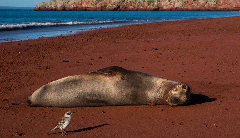 Rabida in Galapagos Islands, view of the red sand with a sea lion sunbathing