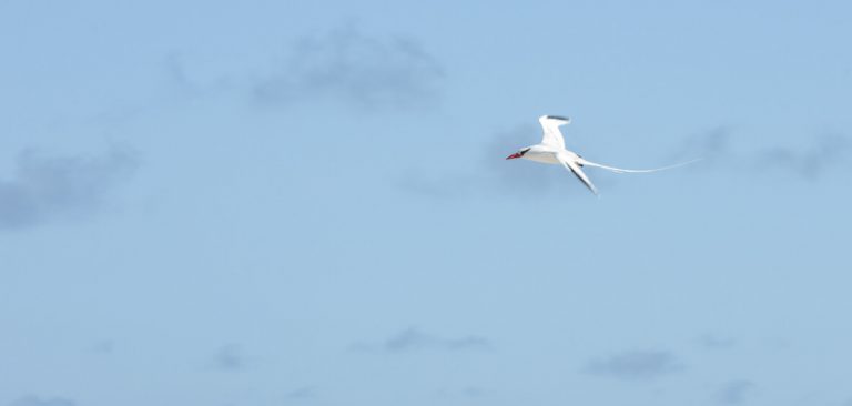 Red-billed Tropicbird, Flying high in the sky on Galapagos - Ecuador