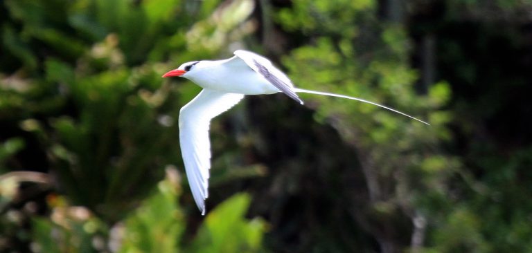 Red-billed Tropicbird flying over the trees in Galapagos Islands