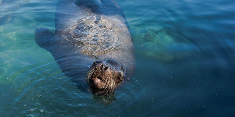 Galapagos Sea Lion