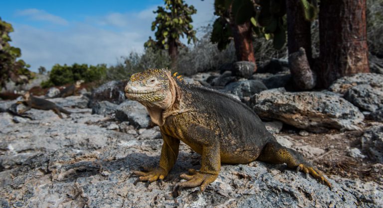 South Plaza landscape view of a land iguana in a rock