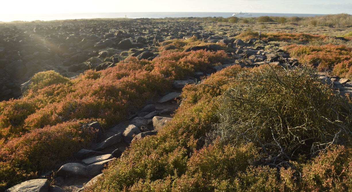 Suarez Point - Española in Galapagos Island landscape