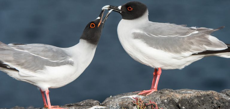 couple Swallow-tailed Gull in Galapagos Islands, over the rocks