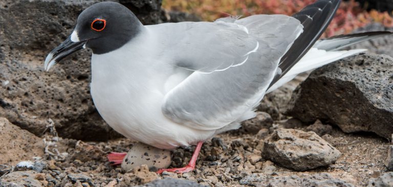 Swallow-tailed Gull brooding in the middle of the rocks in Galapagos