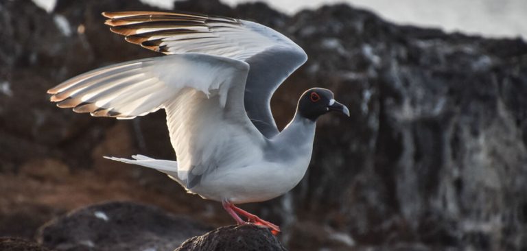 Swallow-tailed Gull with wings spread on a rock in Galapagos Islands