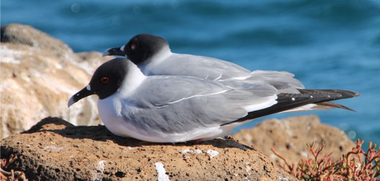 couple Swallow-tailed Gull in Galapagos Islands, mutual preening