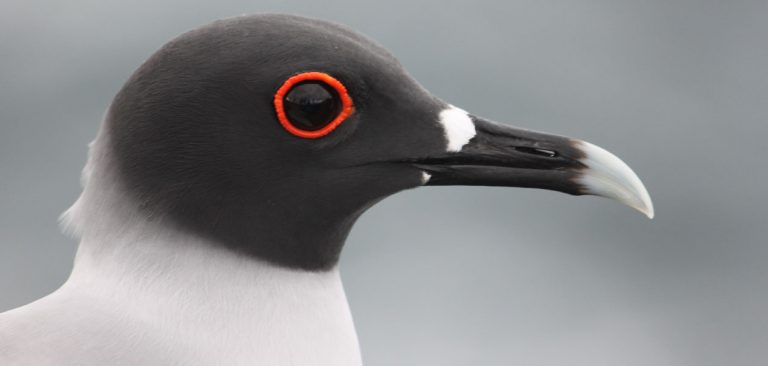 Galapagos Islands, profile Swallow-tailed Gull eye close up