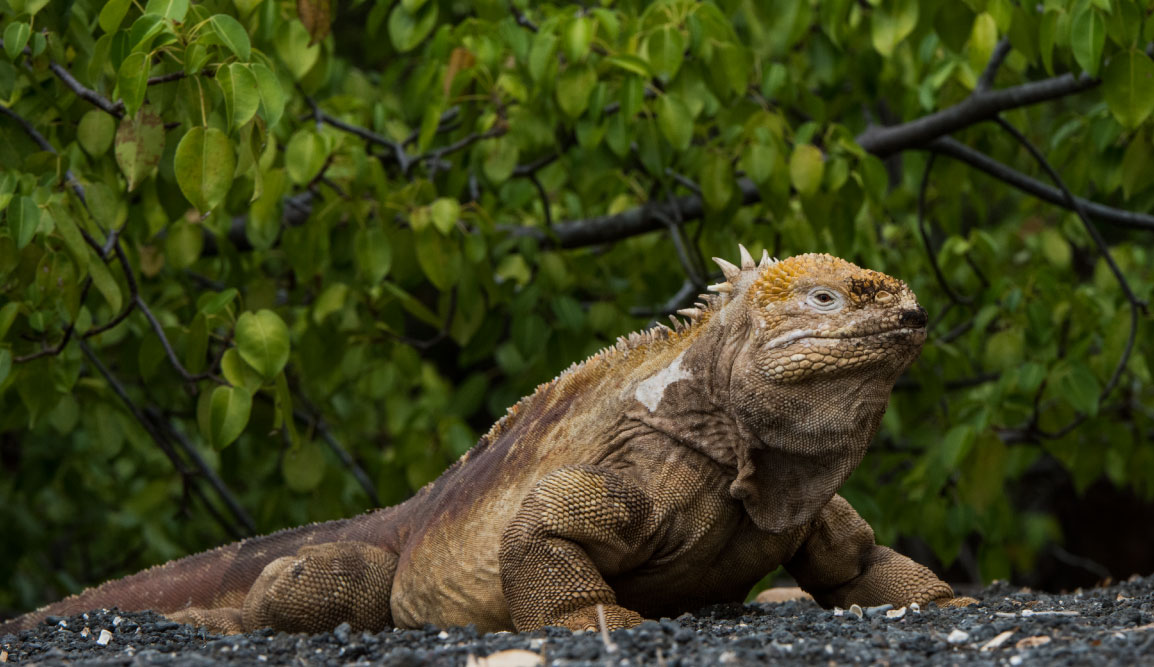 Urbina Bay - Isabela in the Galapagos view of a Land iguana