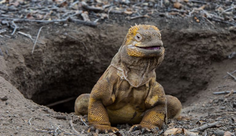 Urbina Bay - Isabela in the Galapagos view of a Land iguana