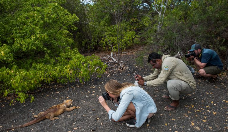 Urbina Bay - Isabela in the Galapagos with tourist taking pictures to Land Iguana