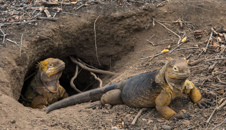 Urbina Bay - Isabela in the Galapagos view of a land iguanas