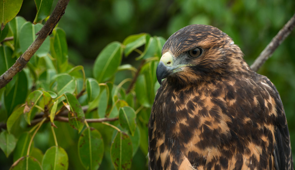 Urbina Bay - Isabela in the Galapagos view of a Galapagos Hawk