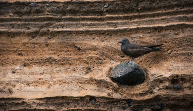 Vicente Roca Point in Isabella Island, view of a Galapagos Pidgeon