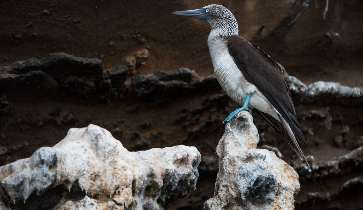 Vicente Roca Point in Isabella Island, view of a blue footed boobie